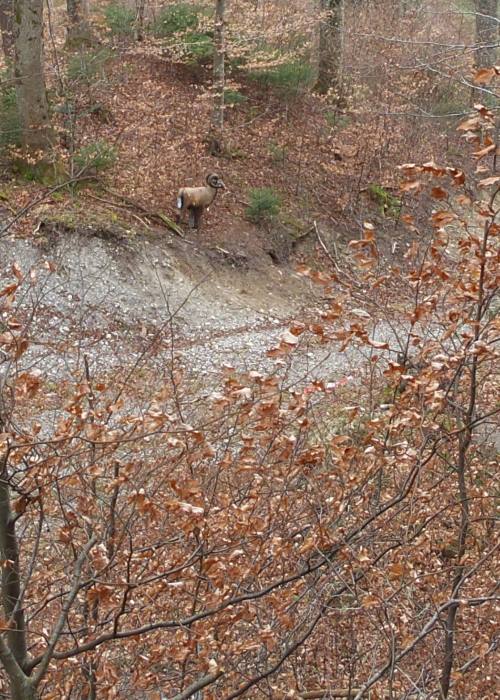 Ein weiterer Weitschuss: Das Mufflon - steil bergab